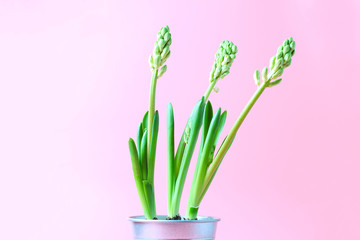 hyacinth flowers in a metal pot on a pink background. horizontal frame