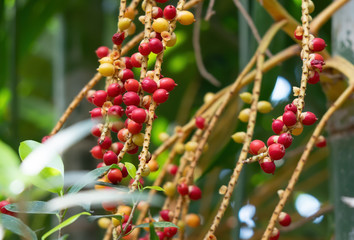 Close up Macarthur Palm Seeds Isolated on Background