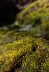 moss on rocks