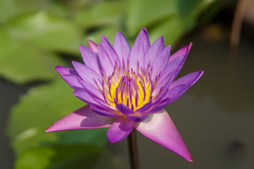 Beautiful water lily in the pond