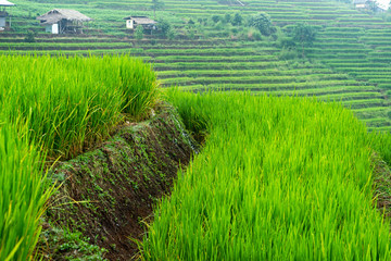 Green rice farm with rice terrace and houses background