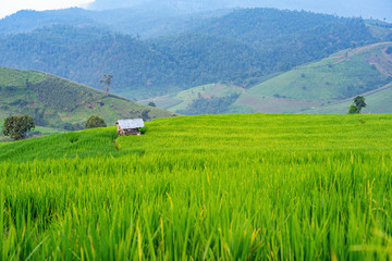 Small wooden house in green rice filed with mountain background