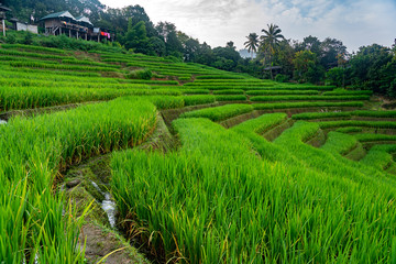Green rice terrace with small houses and trees on mountain