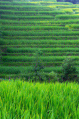 Green rice paddy and leaf with rice terrace background
