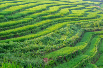 Green rice terrace under morning light in Chiang Mai, Thailand