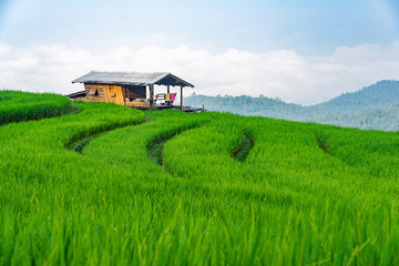 Fototapeta na wymiar Small wooden house in green rice terrace in Chiang Mai