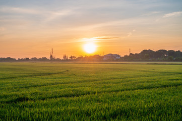Fototapeta premium Rice paddy field landscape with warm orange sunrise in the morning. Beautiful countryside of Bangkok.