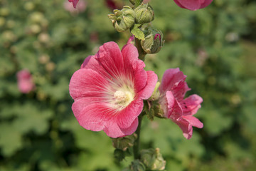 Obraz premium Pink flowers in garden