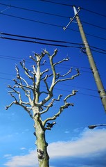 Random tree beside a pole with cables