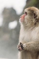 Thinking snow monkey