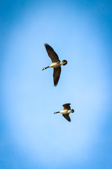 Geese flying in blue skies