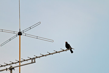 Antenne mit Amsel