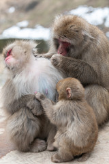 Snow monkey family groomin