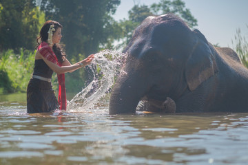 Beautiful thai women wearing traditional thai clothes standing on an elephant in nature park thailand, woman concept