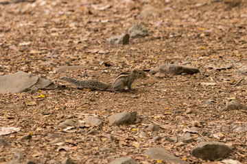 squirrel in park