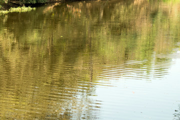 reflections in water