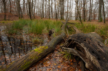 old pond
