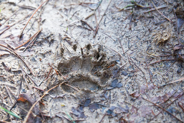 empreinte d'un blaireau dans du sable