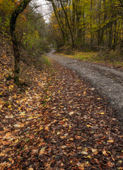 Obraz premium forest parh