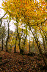 autumn forest