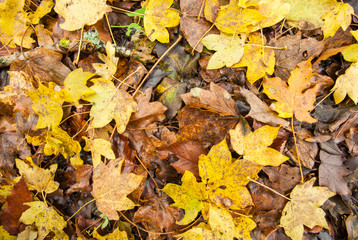 maple leafs