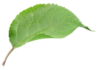 Obraz premium Apple leaves isolated on white background. One Leaf Apple Clipping Path.