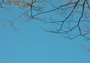 Небо и ветки