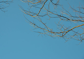 Небо и ветки
