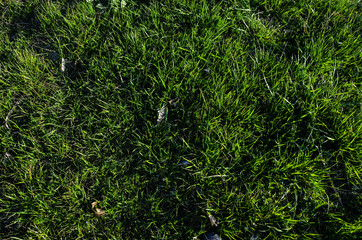 Зеленая трава