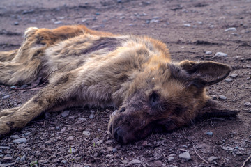 The dead body of a Jackal in the open air.