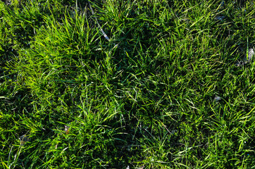 Зеленая трава