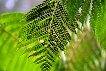 fern in the forest