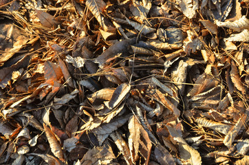 Сухие листья