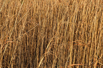 Сухая трава