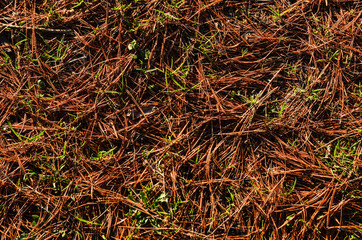 Иголки, хвоя, мох