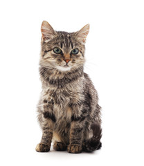 Obraz premium Little gray kitten .