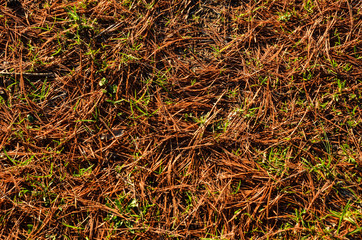 Иголки, хвоя, мох