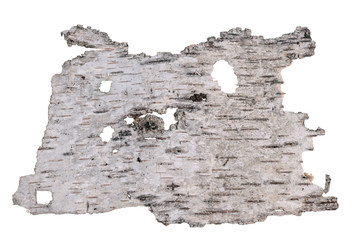 The top  view of a fragment of birch  tree rotten  bark like as vintage banner Isolated