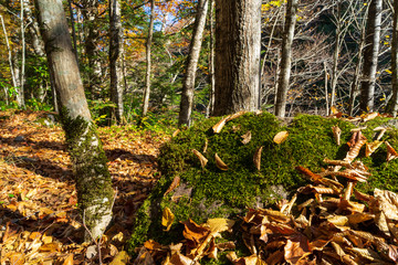 Autumn forest. Trees in the autumn forest.
