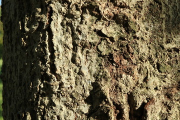 Tree bark. Wood moss. Abstract background. Macro.
