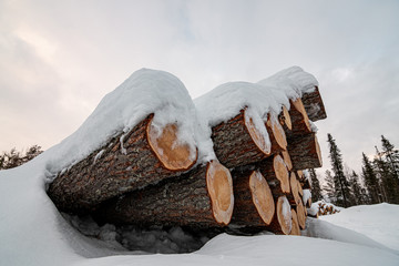 Logs of sawn trees lie under the snow in the forest in winter