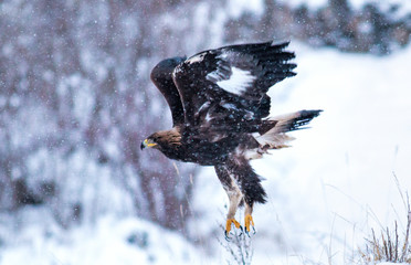 Action photography of Golden Eagle