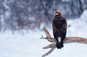 Action photography of Golden Eagle