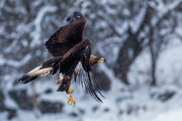 Action photography of Golden Eagle