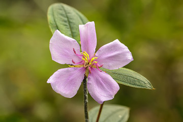 flower in the garden