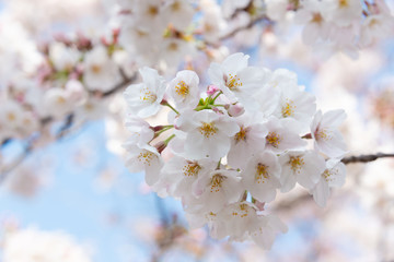 Naklejka premium 桜のクロースアップ