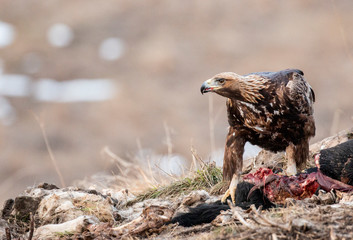 Action photography of Golden Eagle