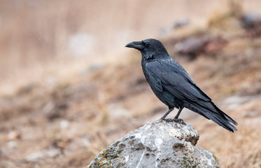 Common raven for winter photography