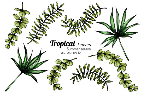 Set of Tropical leaf drawing illustration with line art on white backgrounds.