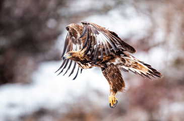 Action photography of Golden Eagle